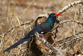 Green Wood Hoopoe