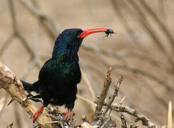 Green Wood Hoopoe