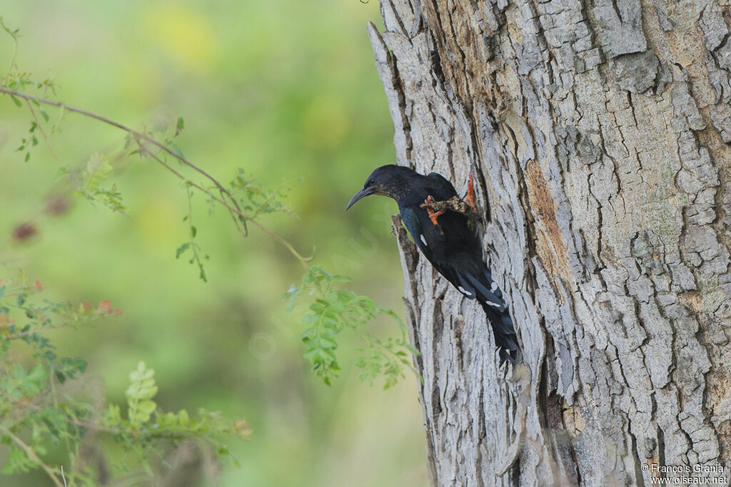 Green Wood Hoopoe