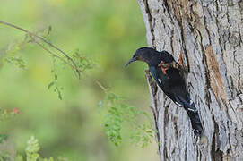 Green Wood Hoopoe