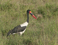 Saddle-billed Stork