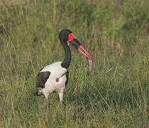 Saddle-billed Stork