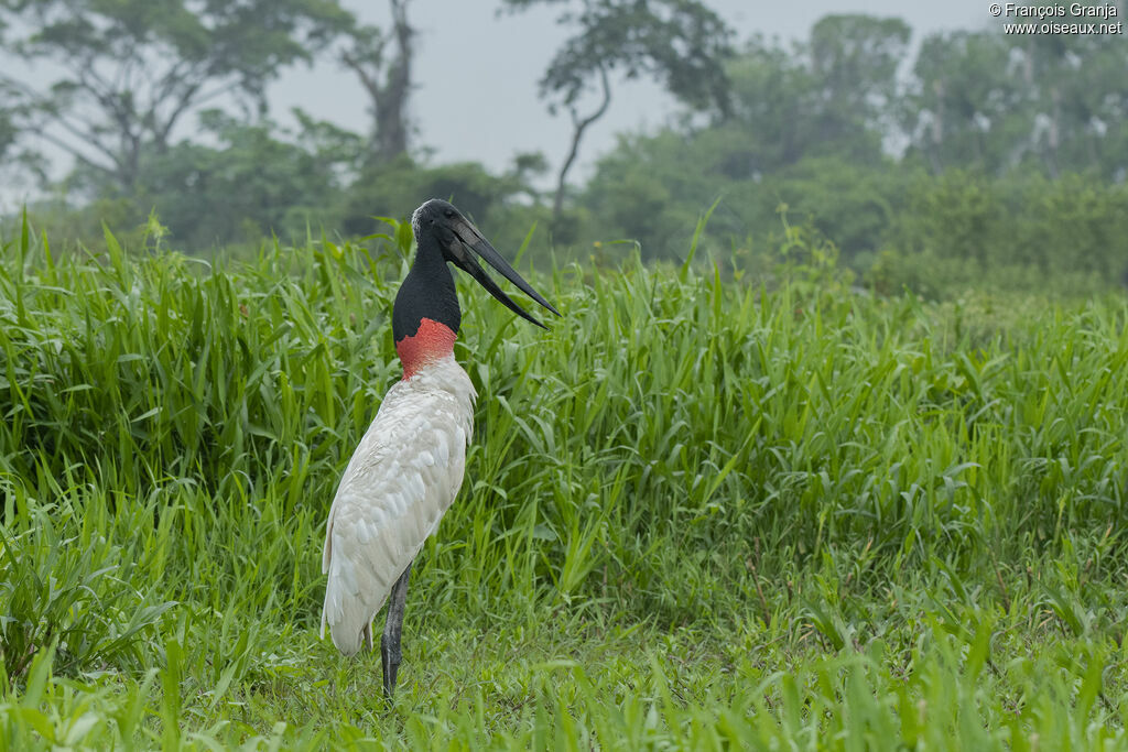 Jabiru