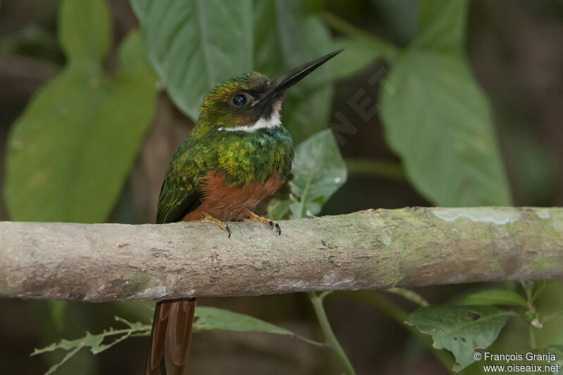 Jacamar à queue rousse mâle adulte