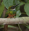 Jacamar à queue rousse