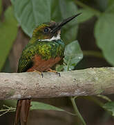 Jacamar à queue rousse