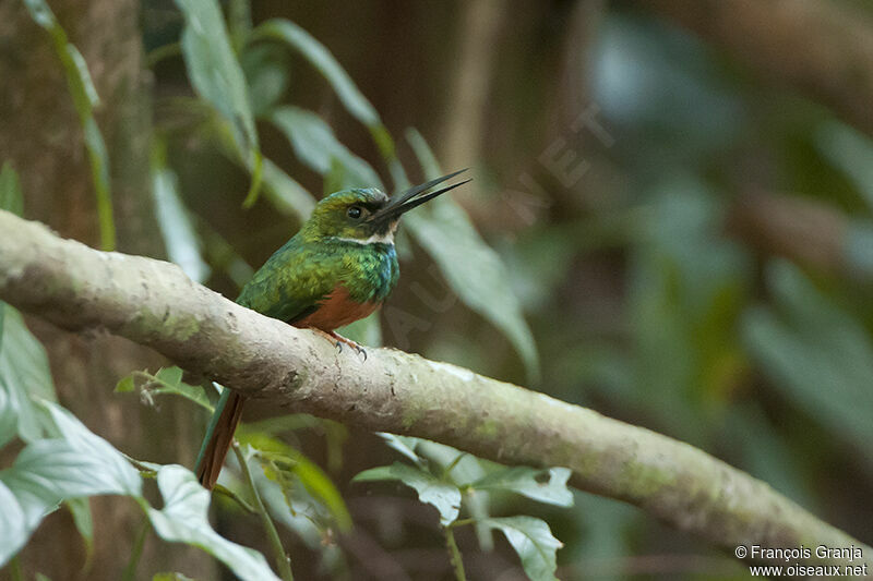 Rufous-tailed Jacamar male adult