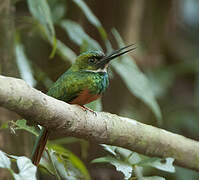 Rufous-tailed Jacamar