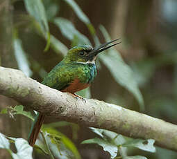 Jacamar à queue rousse