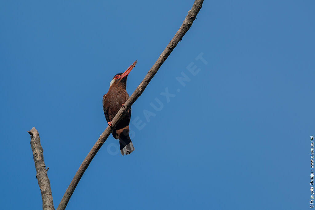 Jacamar oreillard