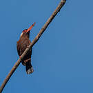 Jacamar oreillard