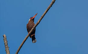 White-eared Jacamar