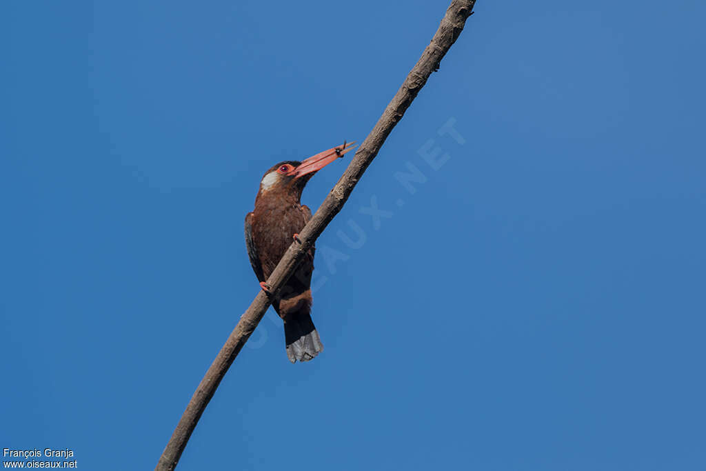 White-eared Jacamaradult, feeding habits