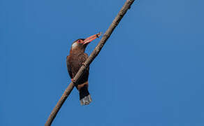 White-eared Jacamar