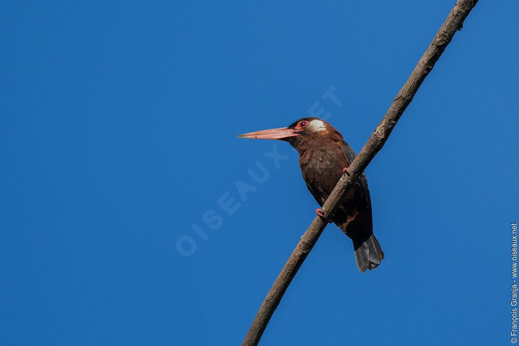 Jacamar oreillard