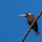 Jacamar oreillard