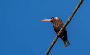 White-eared Jacamar