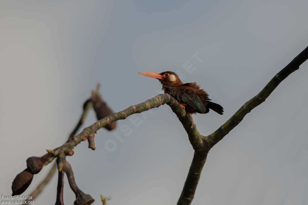 Jacamar oreillardadulte, pêche/chasse