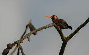 White-eared Jacamar