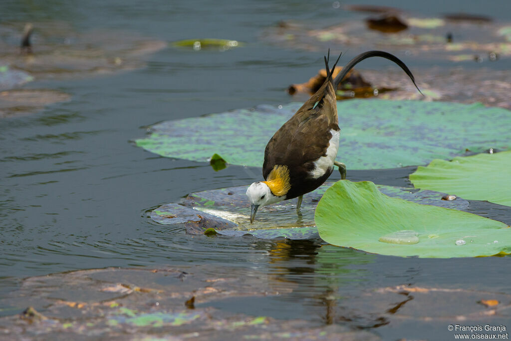 Jacana à longue queue