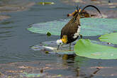 Jacana à longue queue