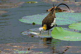 Pheasant-tailed Jacana