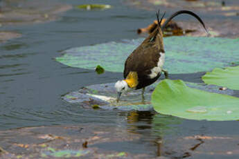 Jacana à longue queue