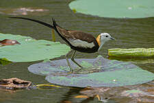 Jacana à longue queue