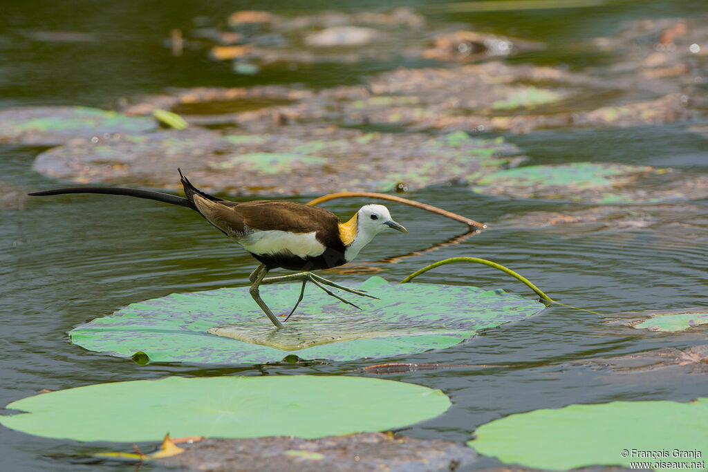 Jacana à longue queue