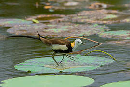 Jacana à longue queue