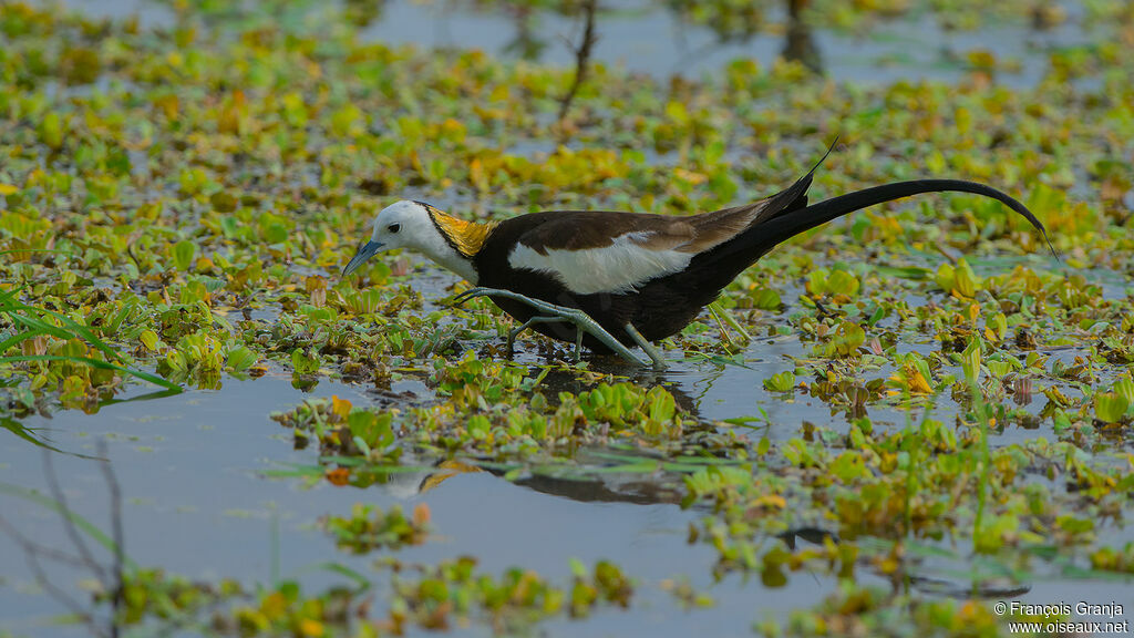 Pheasant-tailed Jacana