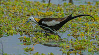 Jacana à longue queue