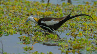 Pheasant-tailed Jacana