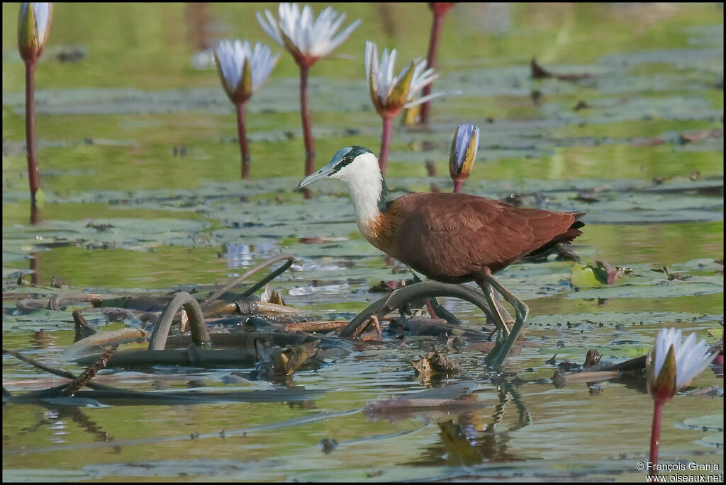 African Jacana