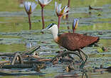 Jacana à poitrine dorée