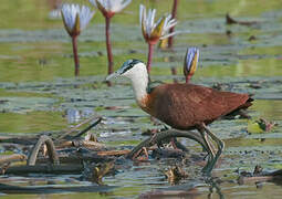 African Jacana