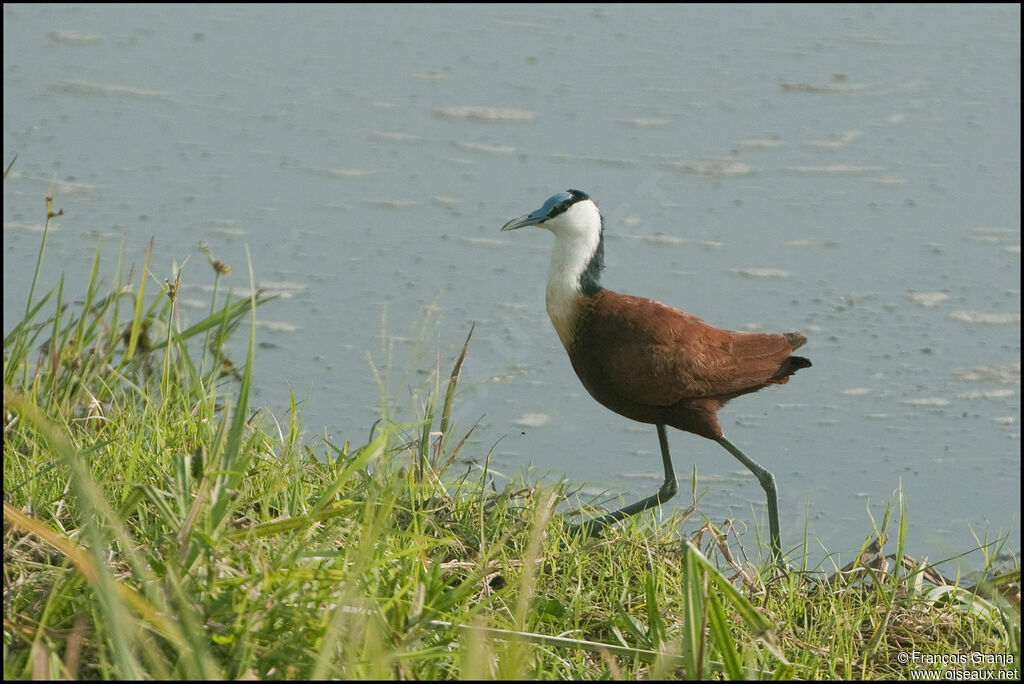 African Jacana