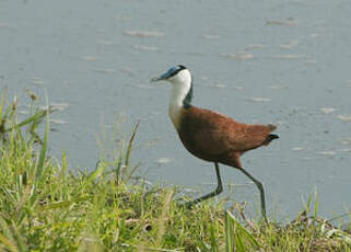 Jacana à poitrine dorée