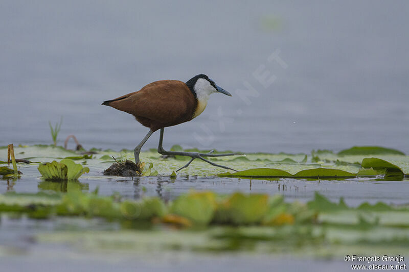 Jacana à poitrine doréeadulte