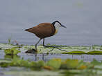 Jacana à poitrine dorée