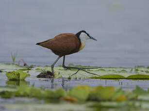 Jacana à poitrine dorée