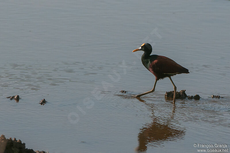 Jacana du Mexiqueadulte