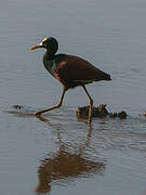 Northern Jacana