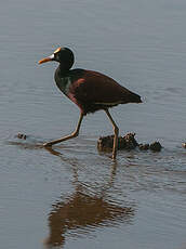 Jacana du Mexique