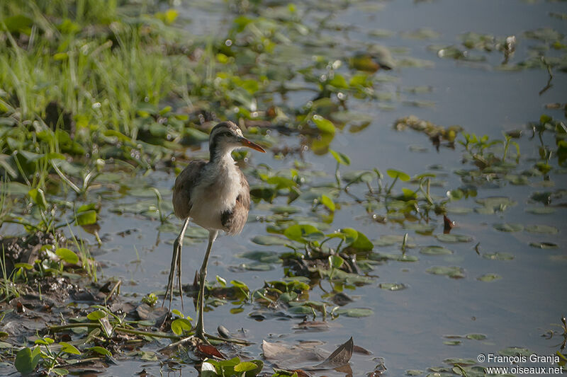 Jacana du Mexiquejuvénile