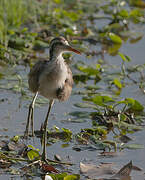 Northern Jacana