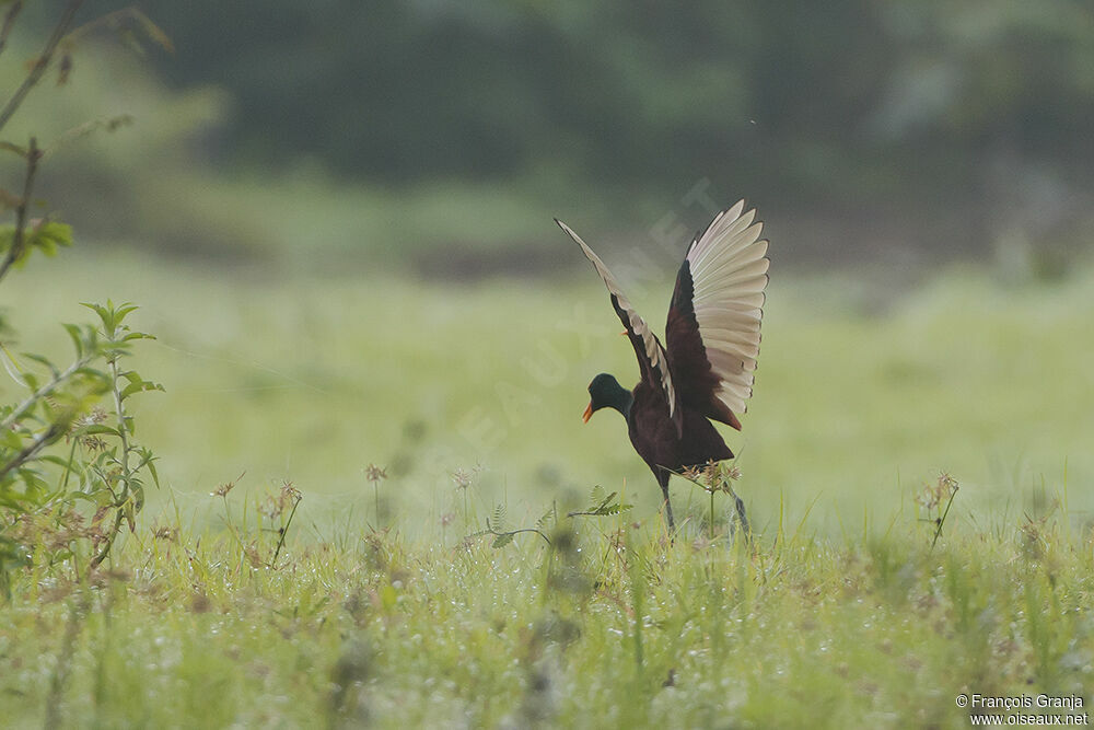 Jacana du Mexiqueadulte