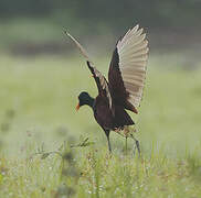 Jacana du Mexique