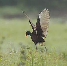 Jacana du Mexique