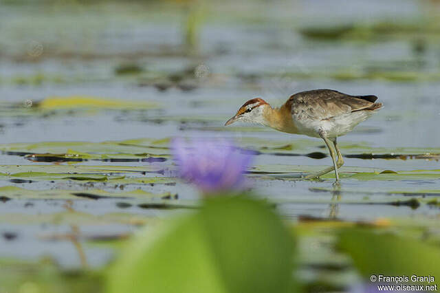 Jacana nain adulte frgr191459